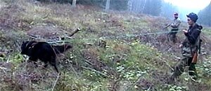 Sporing med Groenendael, 2000